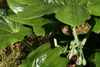 podophyllum pleinantha -2